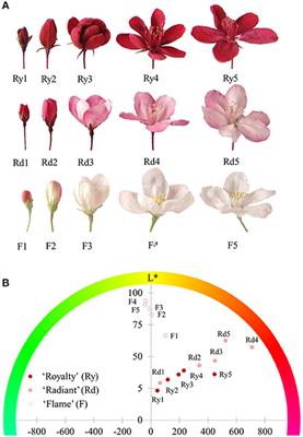 Factor Analysis of MYB Gene Expression and Flavonoid Affecting Petal Color in Three Crabapple Cultivars